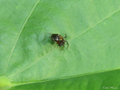 Hypognatha