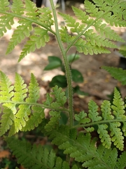 Microlepia speluncae