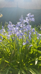 Hyacinthoides