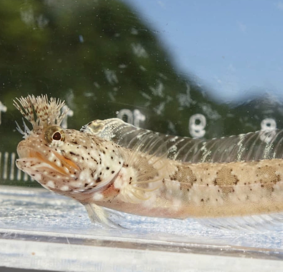 Neoclinus okazakii