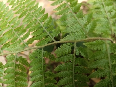 Microlepia speluncae