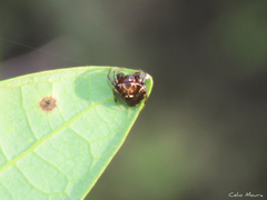 Hypognatha