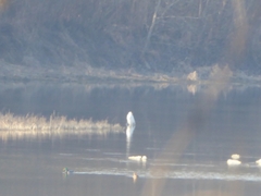 Ardea alba