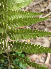 Microlepia speluncae