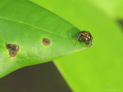 Hypognatha