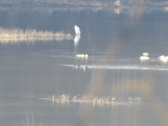 Ardea alba