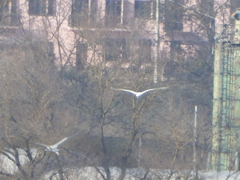 Ardea alba