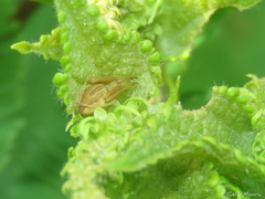 Acacesia hamata