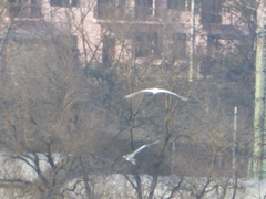 Ardea alba