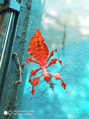 Pulchriphyllium bioculatum