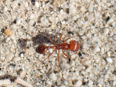 Pogonomyrmex californicus