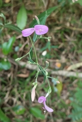 Hypoestes cumingiana
