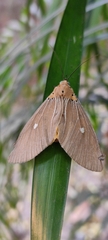 Asota