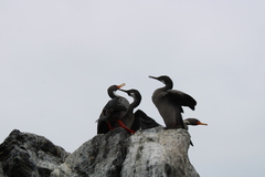 Poikilocarbo gaimardi