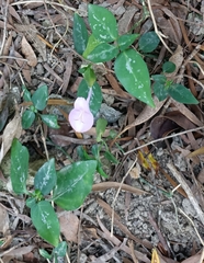 Dicliptera tinctoria