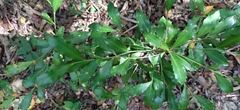 Ardisia cornudentata