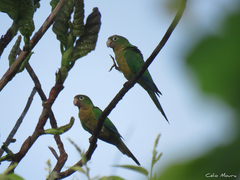 Eupsittula cactorum