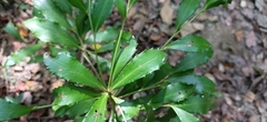 Ardisia cornudentata