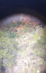 Capreolus capreolus garganta