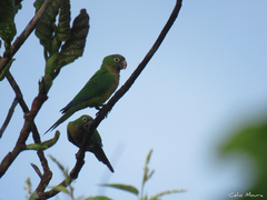 Eupsittula cactorum