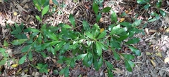 Ardisia cornudentata