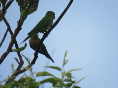 Eupsittula cactorum