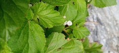 Begonia hirtella