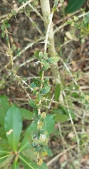 Benkara sinensis