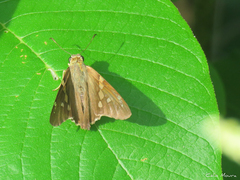 Hesperiidae