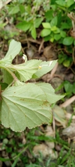 Begonia hirtella