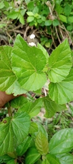 Begonia hirtella