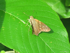 Hesperiidae