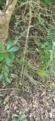 Benkara sinensis