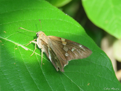 Hesperiidae