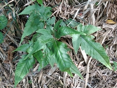 Tectaria subtriphylla