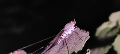 Therevidae