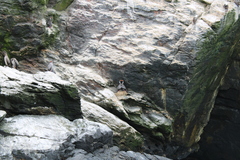 Poikilocarbo gaimardi