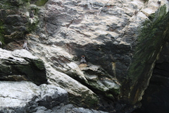 Poikilocarbo gaimardi