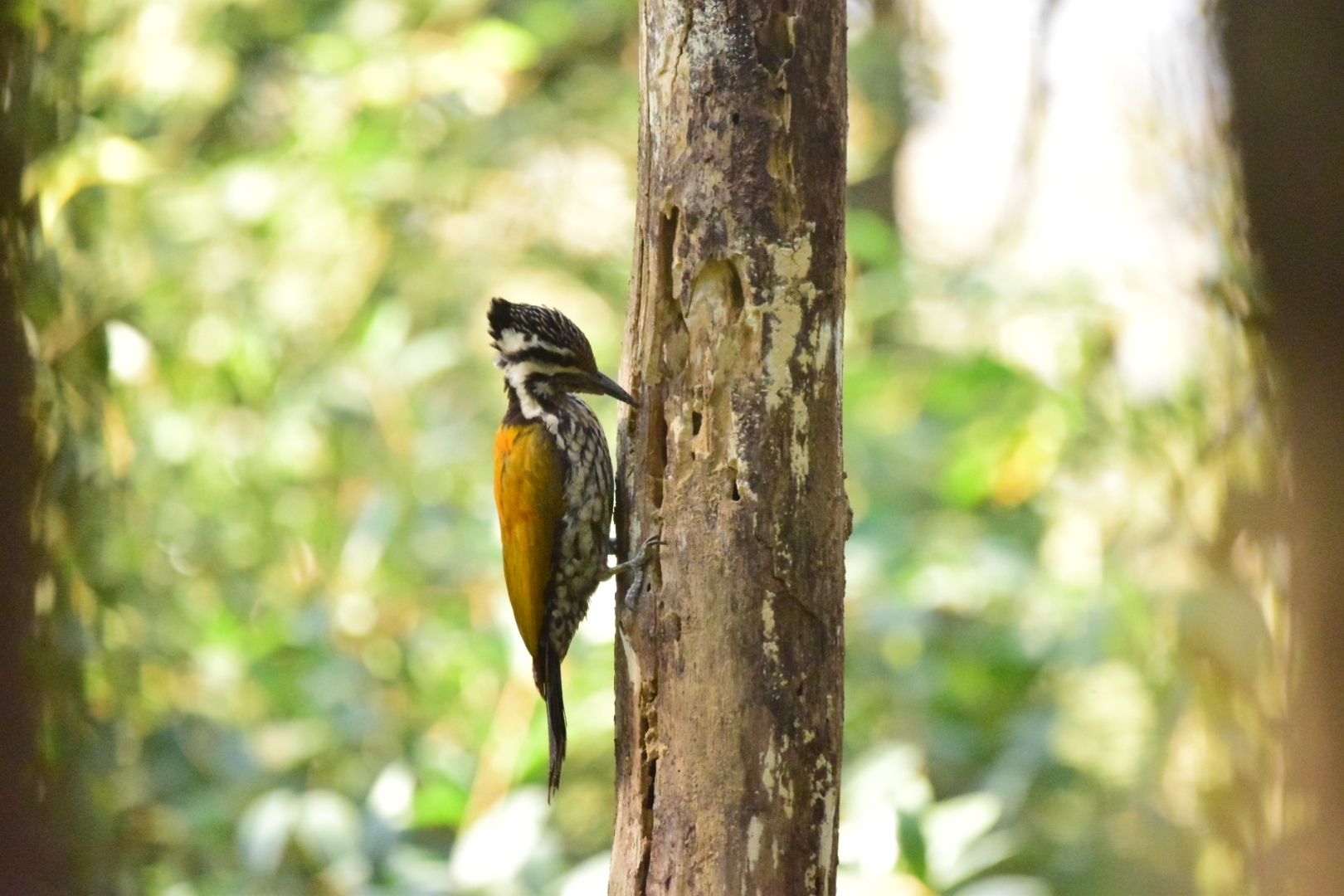 Himalayan Flameback (Dinopium shorii), photo 7