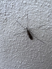 Rhipidia
