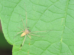 Cheiracanthium inclusum