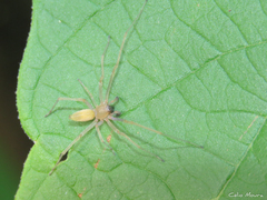 Cheiracanthium inclusum