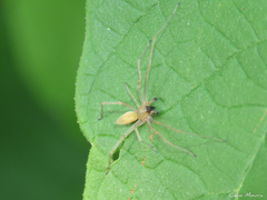Cheiracanthium inclusum