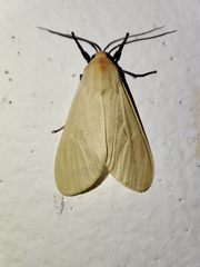 Pareuchaetes pseudoinsulata