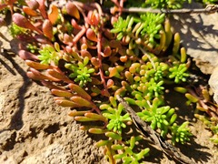 Sedum pulchellum