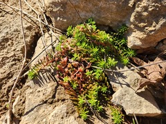 Sedum pulchellum