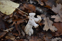 Helvella