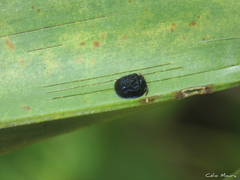 Spaethiella submetallica