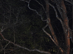 Paradoxurus musangus