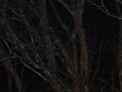 Paradoxurus musangus